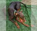 Small #11 Doberman Pinscher