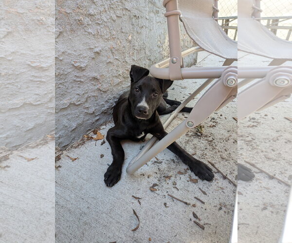 Medium Photo #3 Mutt Puppy For Sale in Mount Laurel, NJ, USA