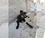 Small #2 Mutt