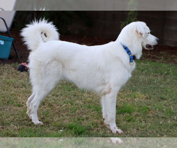 Medium Photo #3 Golden Pyrenees Puppy For Sale in Glendale , AZ, USA
