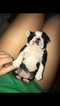 Small Photo #10 Boston Terrier Puppy For Sale in COLUMBIAVILLE, MI, USA