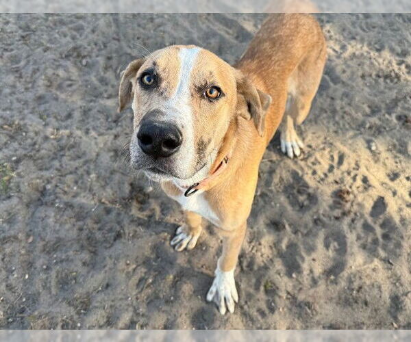 Medium Photo #2 Great Dane-Unknown Mix Puppy For Sale in Ocala, FL, USA