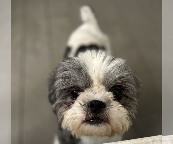 Medium Photo #4 Shih Tzu Puppy For Sale in Pacolet, SC, USA