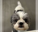 Small #3 Shih Tzu