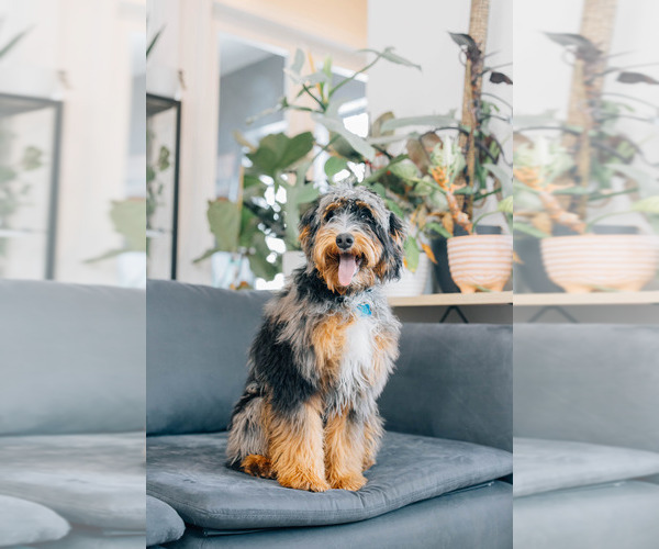 Medium Photo #7 Bernedoodle (Miniature) Puppy For Sale in ROY, UT, USA