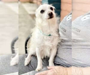 Chihuahua-Poodle (Toy) Mix Dogs for adoption in Pittsburg, CA, USA