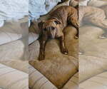 Small #2 Mutt