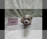 Small #4 Maltipoo (Miniature)