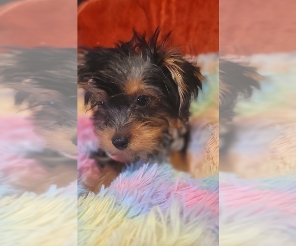 Medium Photo #58 Yorkshire Terrier Puppy For Sale in AKRON, OH, USA