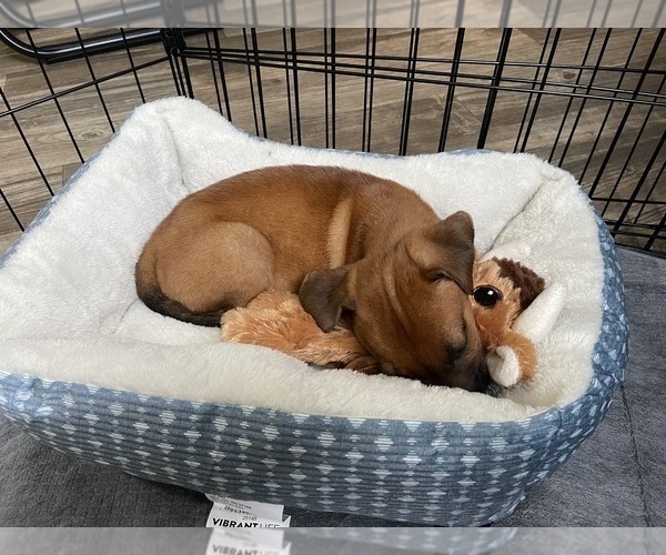 Medium Photo #17 Redbone Coonhound Puppy For Sale in DEXTER, MO, USA