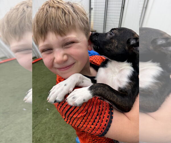 Medium Photo #3 Mutt Puppy For Sale in GILBERTS, IL, USA