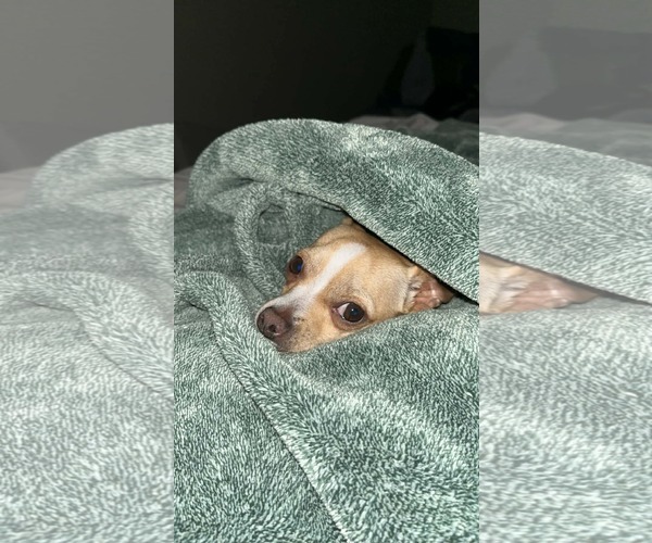 Medium Photo #5 Chihuahua-Unknown Mix Puppy For Sale in Visalia, CA, USA