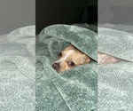Small #4 Chihuahua Mix