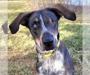 Pointer-Unknown Mix Dogs for adoption in Farmington, MN, USA