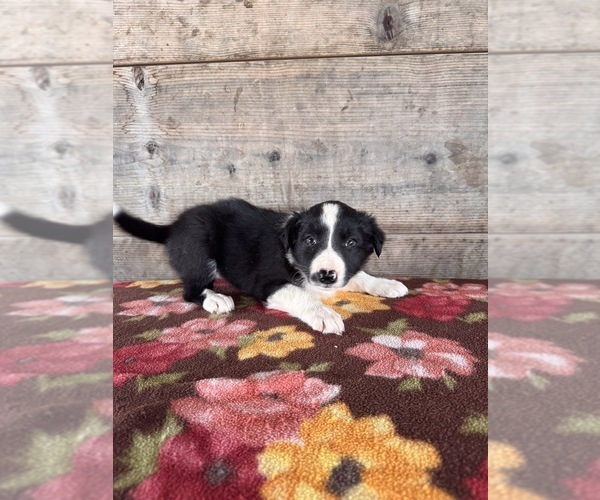 Medium Photo #7 Border Collie Puppy For Sale in VERMONTVILLE, MI, USA