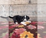 Small #6 Border Collie