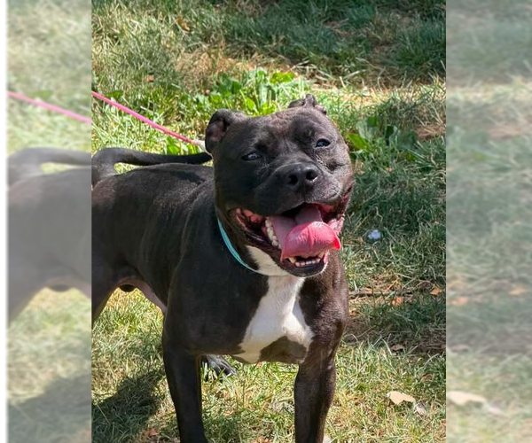Medium Photo #14 Staffordshire Bull Terrier-Unknown Mix Puppy For Sale in Springdale, PA, USA