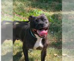 Small #13 Staffordshire Bull Terrier Mix