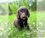 Puppy 1 Double Doodle