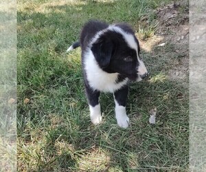 Border Collie Puppy for sale in WEST LIBERTY, KY, USA