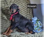 Small #4 Doberman Pinscher