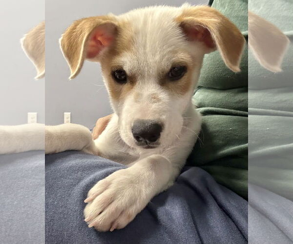 Medium Photo #1 Labrador Retriever-Unknown Mix Puppy For Sale in Jefferson, NJ, USA