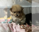 Puppy 2 Pomeranian