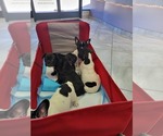 Small Photo #2 French Bulldog Puppy For Sale in CHULA VISTA, CA, USA
