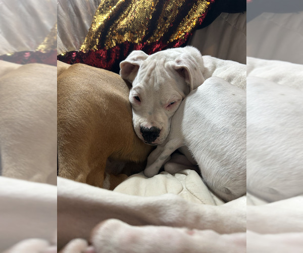 Medium Photo #12 Boxer Puppy For Sale in STRUM, WI, USA