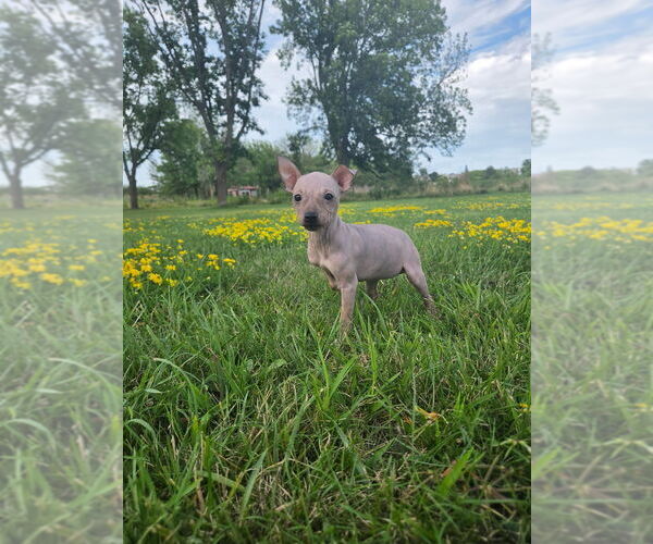 Medium Photo #7 American Hairless Terrier Puppy For Sale in MEDFORD, MA, USA