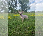 Small #6 American Hairless Terrier