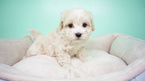 Small Photo #10 Maltipoo Puppy For Sale in LA MIRADA, CA, USA