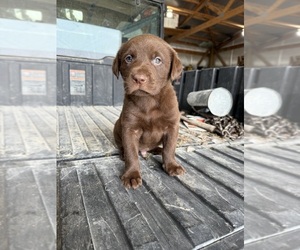 Labrador Retriever Puppy for Sale in EXCELLO, Missouri USA