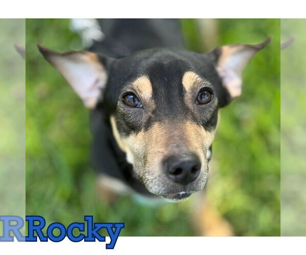 Medium Photo #10 Dachshund Puppy For Sale in San Antonio, TX, USA