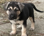 Small Photo #13 German Shepherd Dog Puppy For Sale in MERRITT IS, FL, USA