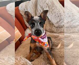Mutt Dogs for adoption in Paso Robles, CA, USA