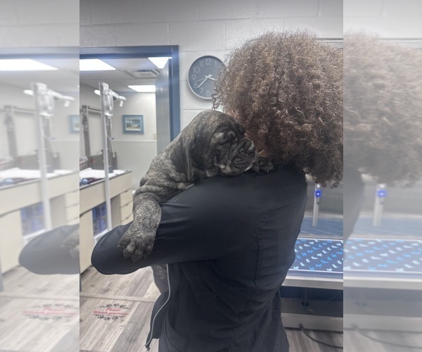 Medium Photo #3 Cane Corso-Mastiff Mix Puppy For Sale in NEW CANEY, TX, USA