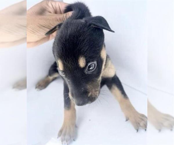 Medium Photo #1 Labrador Retriever-Unknown Mix Puppy For Sale in Houston, TX, USA