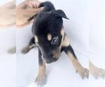 Small Labrador Retriever Mix