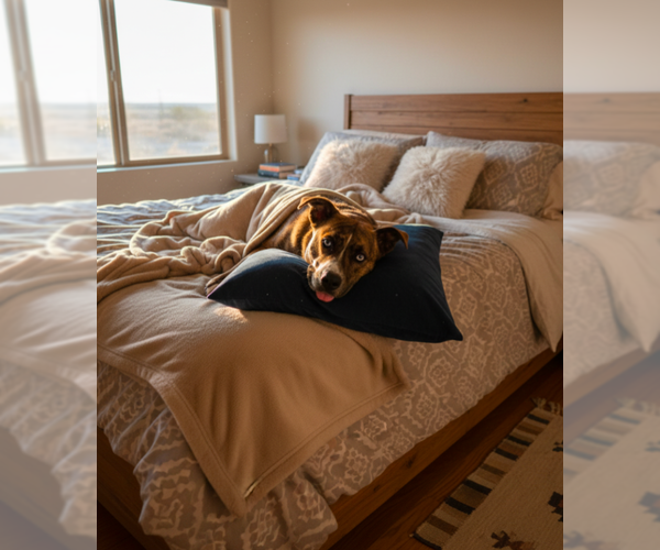 Medium Photo #4 Siberian Husky-Unknown Mix Puppy For Sale in Pena Blanca, NM, USA