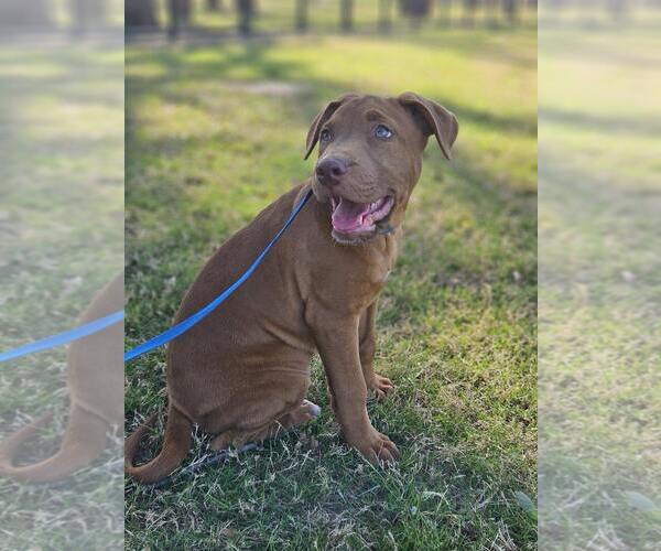 Medium Photo #10 Mutt Puppy For Sale in Euless, TX, USA