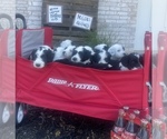 Small Photo #3 Sheepadoodle Puppy For Sale in INDIAHOMA, OK, USA