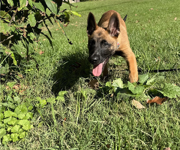 Medium Photo #4 Belgian Malinois Puppy For Sale in S CHARLESTON, WV, USA