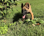 Small #3 Belgian Malinois