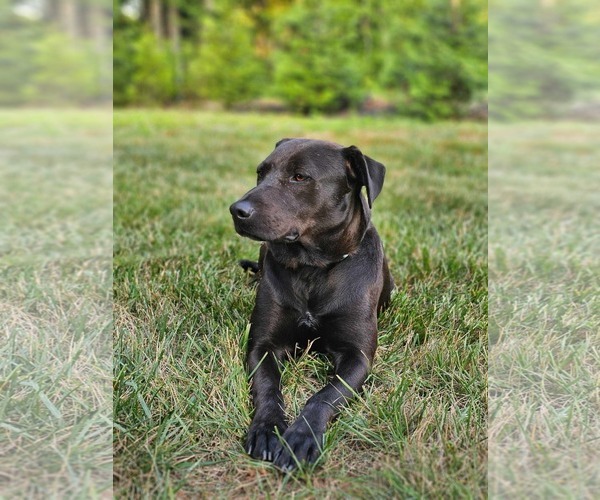 Medium Photo #4 Labrador Retriever-Unknown Mix Puppy For Sale in Rustburg, VA, USA