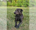 Small #3 Labrador Retriever Mix