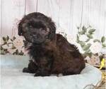 Small Photo #1 Zuchon Puppy For Sale in PENNS CREEK, PA, USA