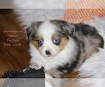 Small Photo #2 Aussie-Corgi-Miniature Australian Shepherd Mix Puppy For Sale in LIND, WA, USA