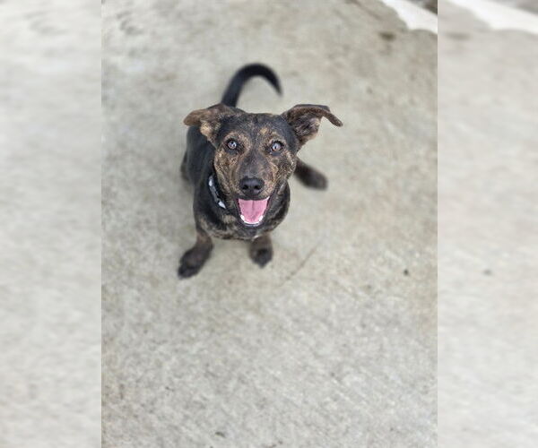 Medium Photo #1 Chihuahua-Labrador Retriever Mix Puppy For Sale in Temple, TX, USA