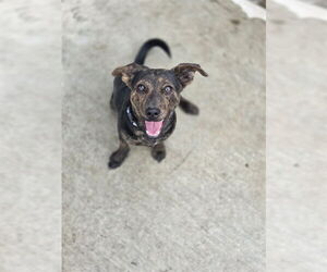 Chihuahua-Labrador Retriever Mix Dogs for adoption in Temple, TX, USA